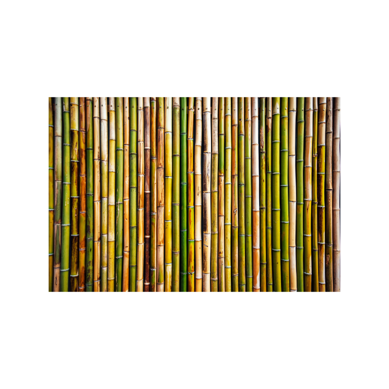 bamboe800